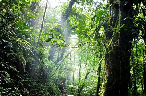  Voyage au Coeur de la Jungle Tropicale: Un Guide Vivant pour les Amateurs de Plantes